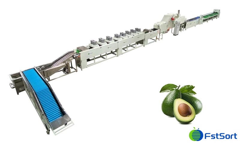 images/1681372668098avocado processing line.jpg